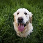 Comment apprendre à un chien à marcher en laisse sans tirer ?