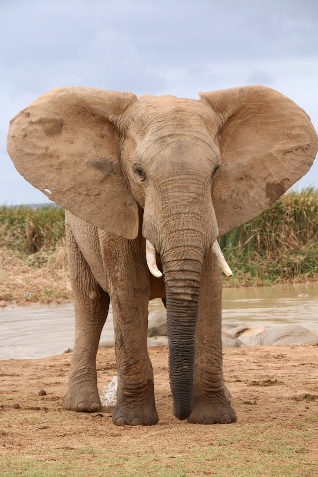 jeune pachydermes faisant penser à Dumbo