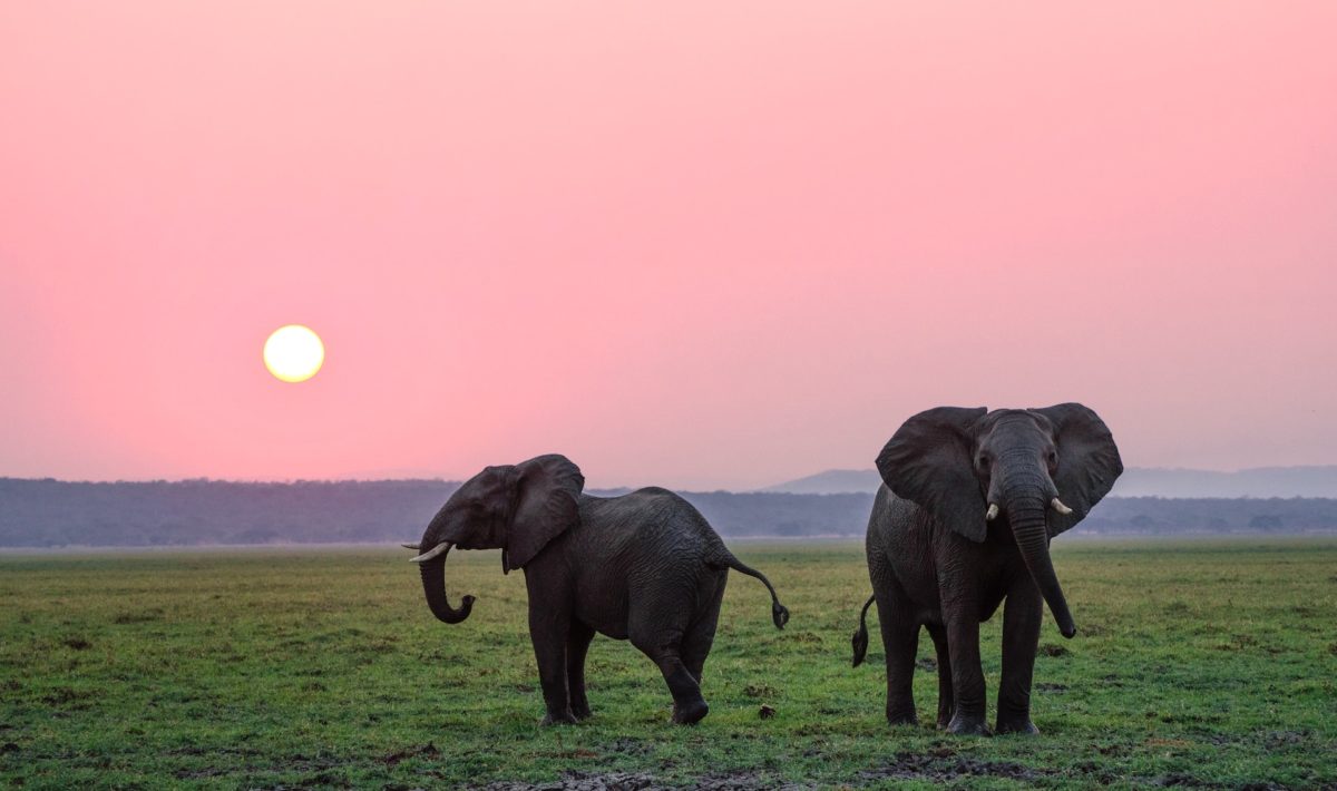 deux pachydermes sous le soleil africain