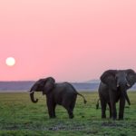 deux pachydermes sous le soleil africain