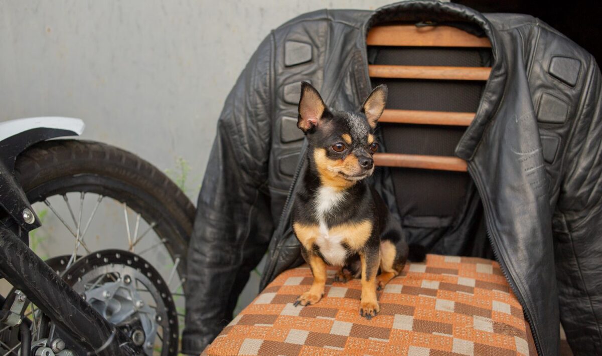 Chien installé dans un sac de transport sécurisé fixé à l’avant d’une moto